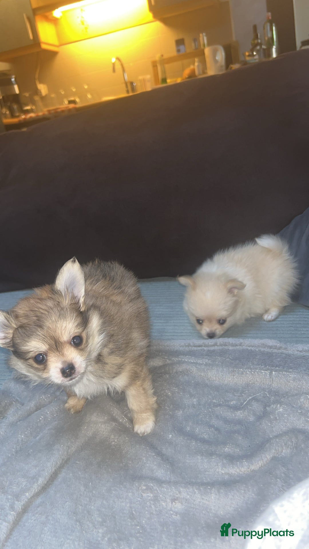 Pomchi honden te koop: 2 mooi pomchi’s te koop( mannelijke  - Advertentie 1