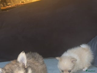 Pomchi honden 2 mooi pomchi’s te koop( mannelijke - Advertentie 20
