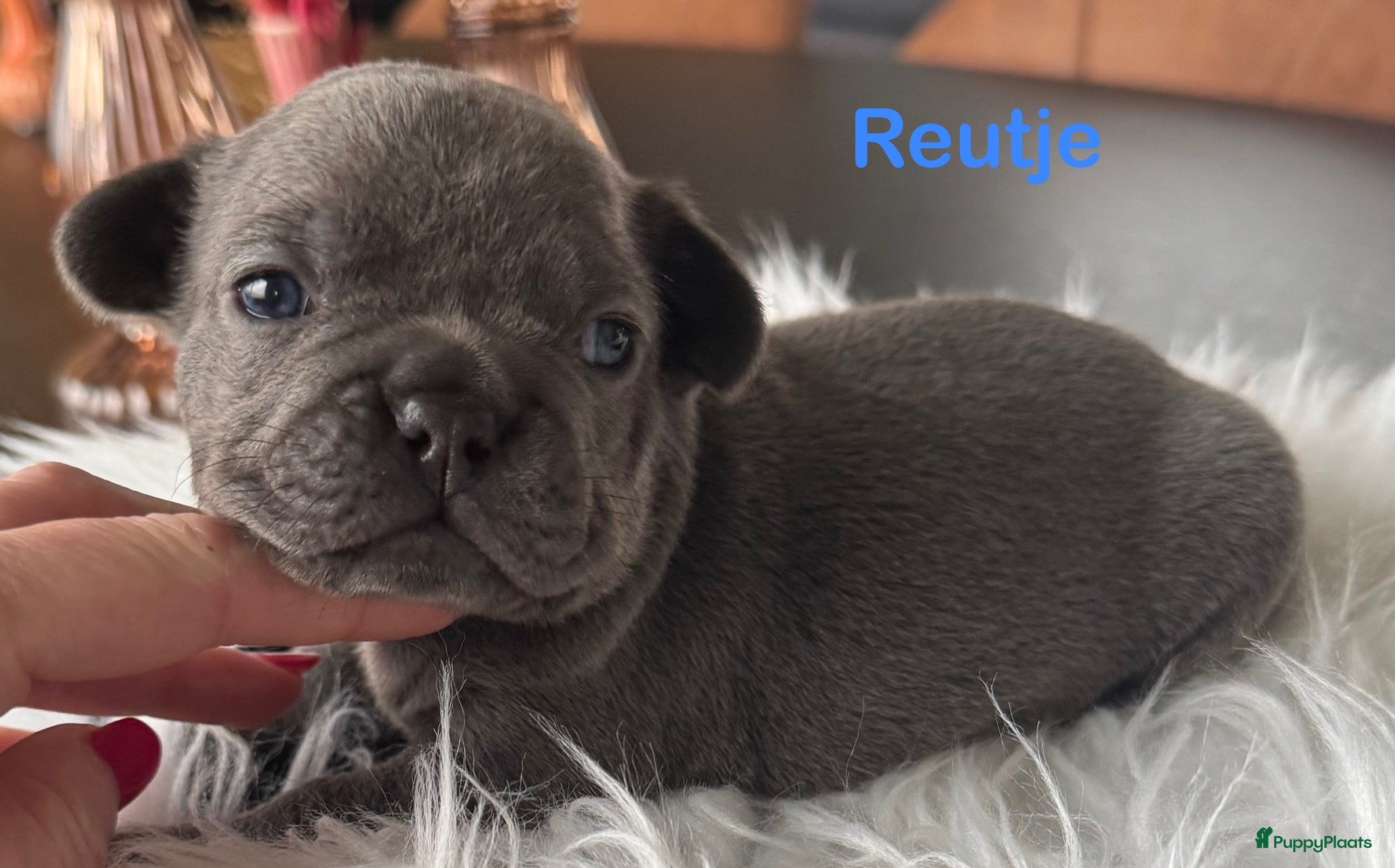 Franse Bulldog honden Franse bulldog pups , beide ouders aanwezig  - Advertentie 2
