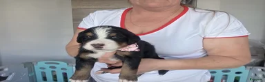 Berner Sennenhond Puppy 9