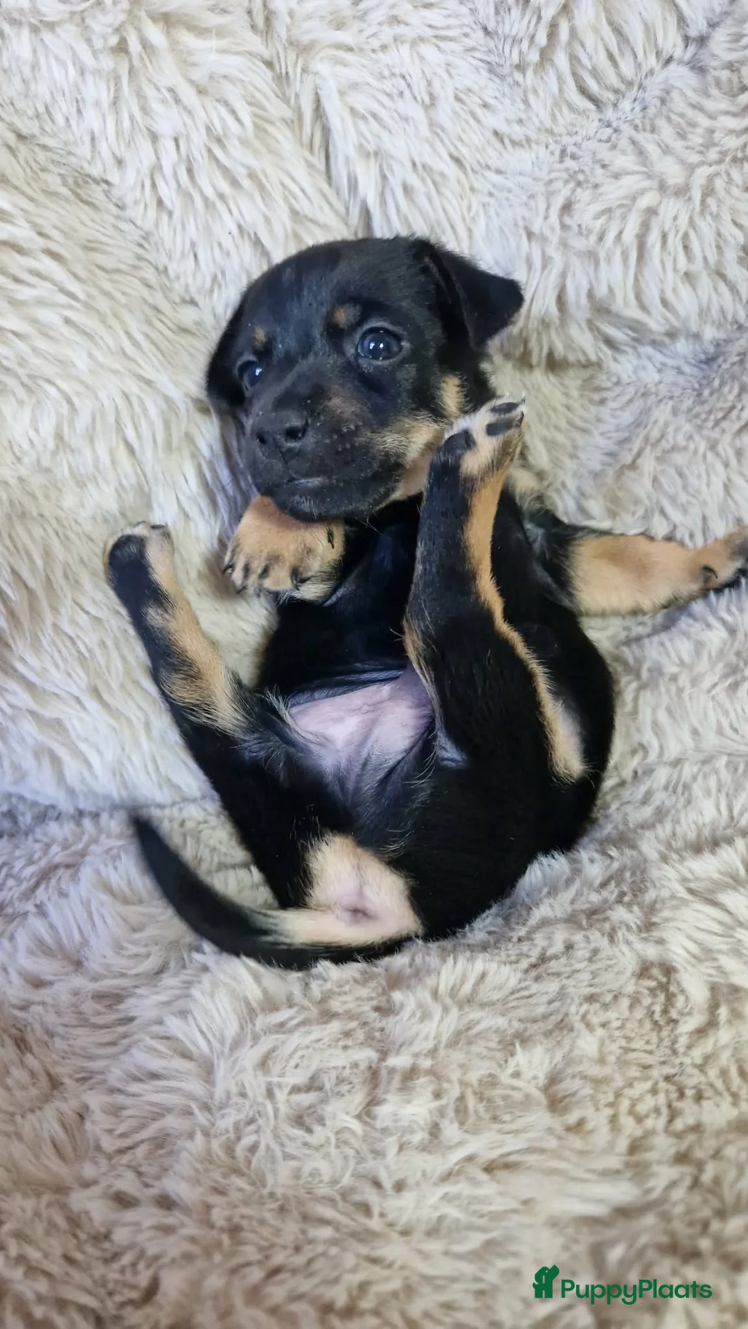 Jack Russel Terriër honden te koop: Super mooie jack russel pups - Advertentie 4