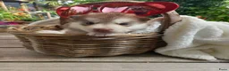 Siberische Husky honden te koop: Siberische Husky pups - Advertentie 3