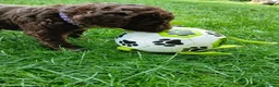 Labradoodle honden te koop: Lieve Labradoodle pups zoeken gouden mandje - Advertentie 4