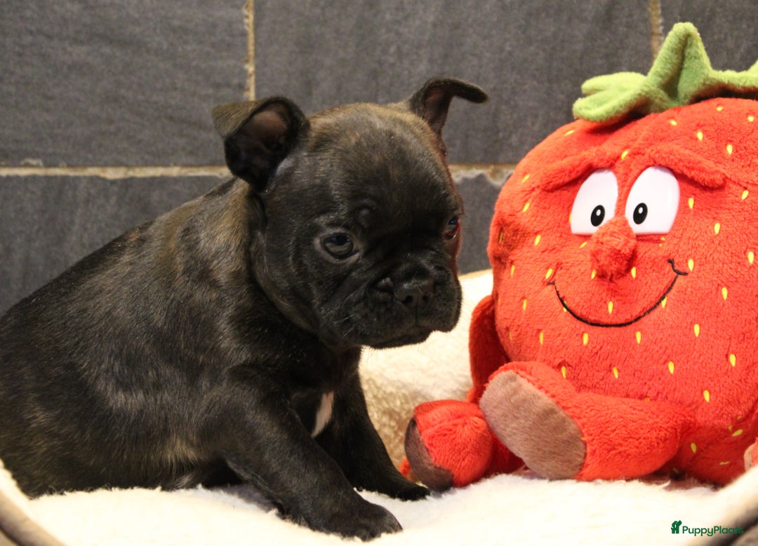 Franse Bulldog honden te koop: Franse Bulldog pups - Advertentie 33