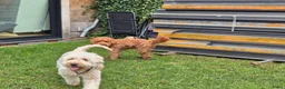 Australian Labradoodle honden te koop: Australian labradoodle pups te reserveren  in Waddinxveen - Advertentie 1