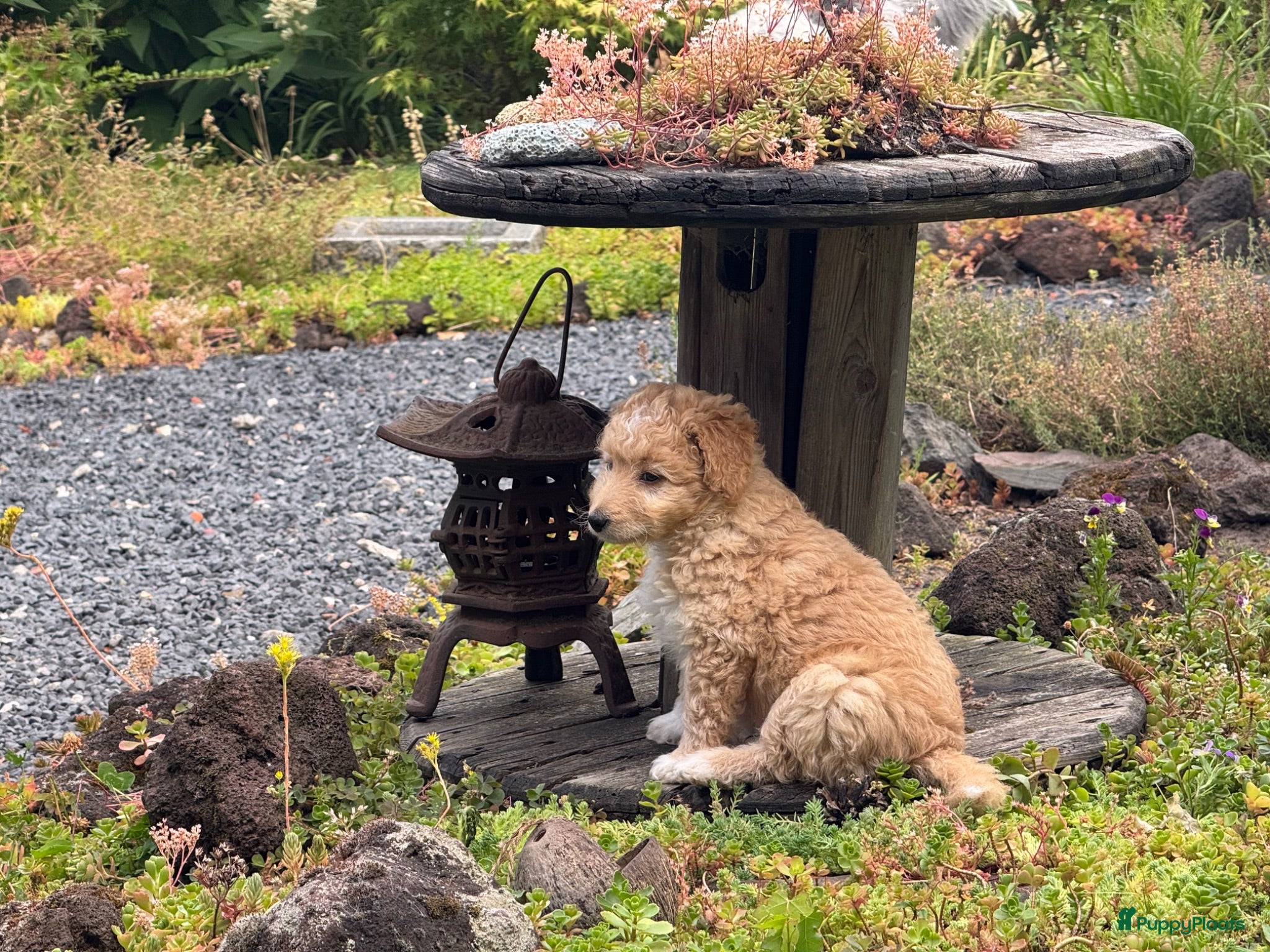 Kruising honden Sheltidoodle  - Advertentie 5