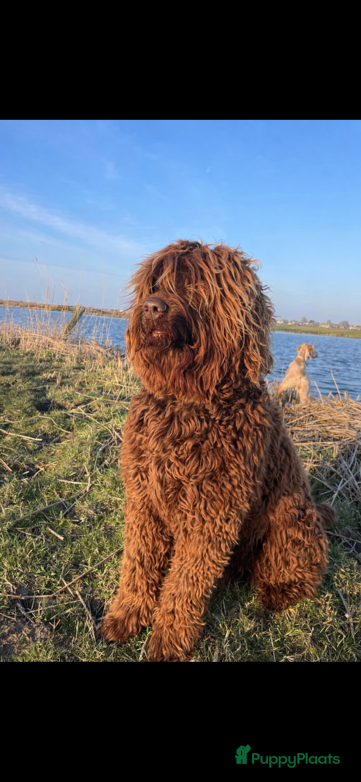 Labradoodle honden labradoodle dekreu  ook op locatie  - Advertentie 1
