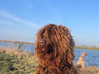 Labradoodle honden labradoodle dekreu ook op locatie - Advertentie 2
