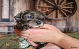 Australian Labradoodle honden te koop: Australian labradoodle Backcross micro/mini - Afbeelding 11