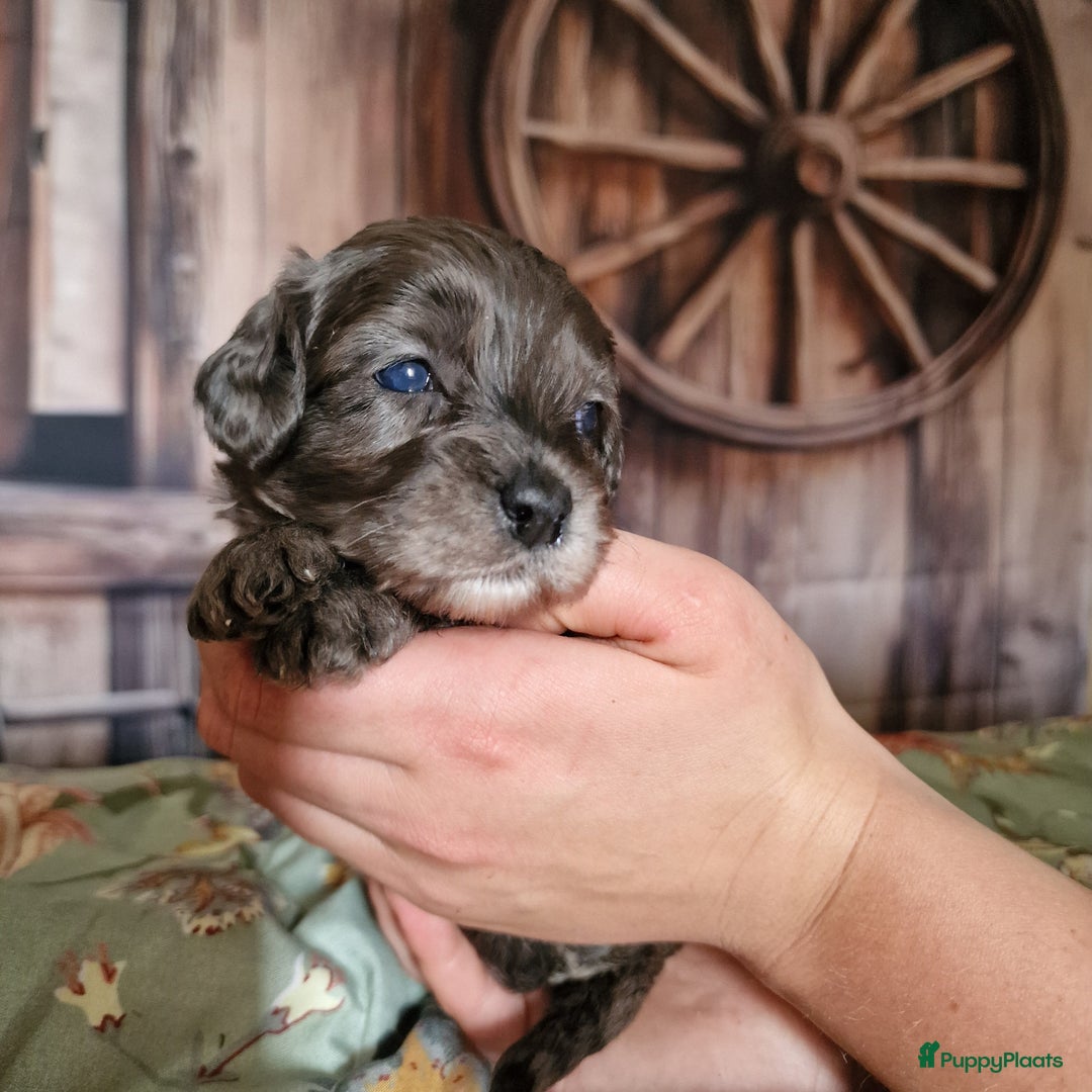 Australian Labradoodle honden te koop: Australian labradoodle Backcross micro/mini - Afbeelding 11