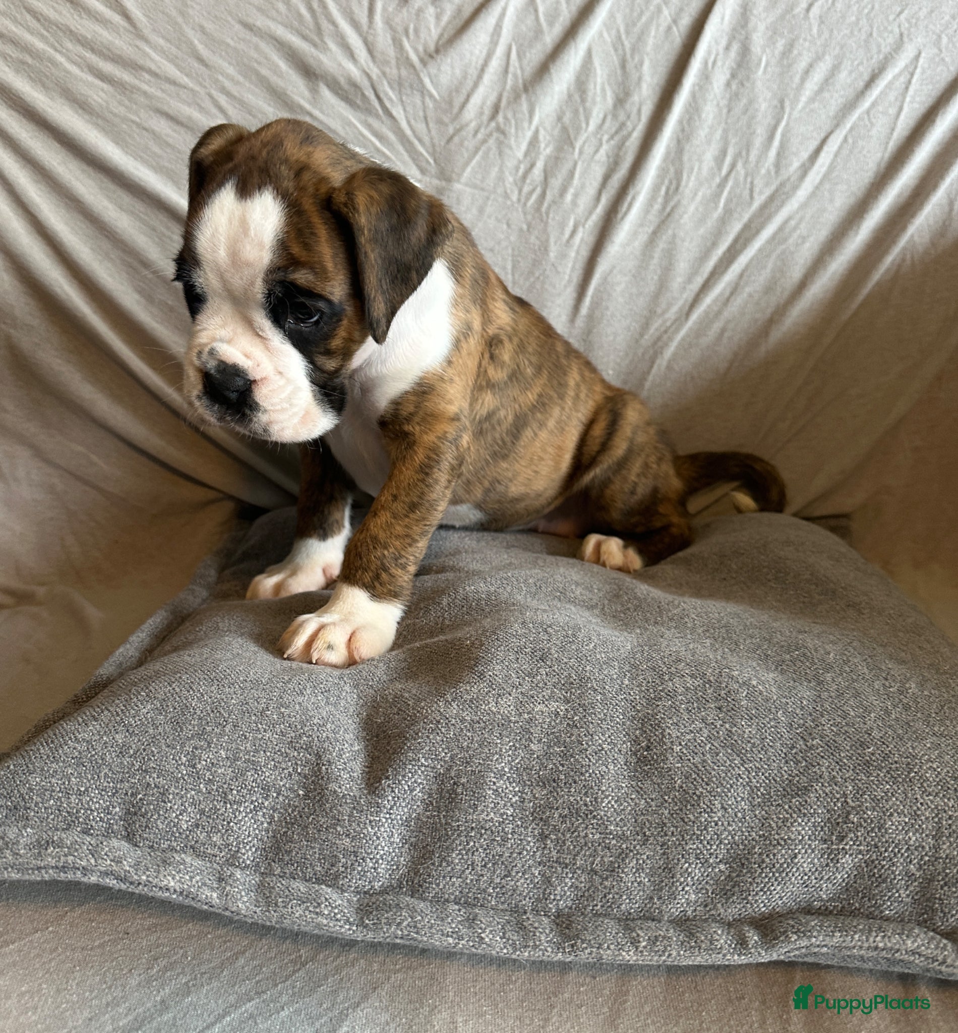 Boxer honden Prachtig teefje met mooie Witte aftekening  - Advertentie 2