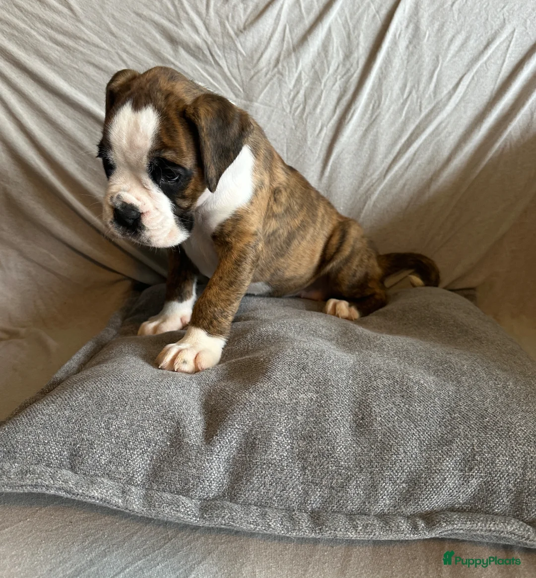 Boxer honden te koop: Prachtig teefje met mooie Witte aftekening  - Advertentie 2