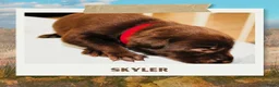 Australian Kelpie honden te koop: Australian Kelpie pups zoeken actieve baasjes - Advertentie 5