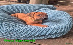 Rhodesian Ridgeback honden te koop: Rhodesian Ridgeback pups in Bentveld - Afbeelding 17