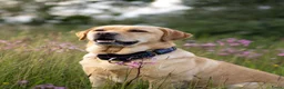 Labrador Retriever honden te koop: Labrador Retriever pups - blond en red fox - Advertentie 22