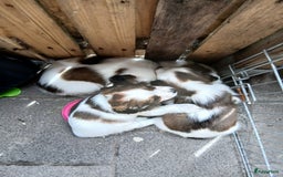 Kooikerhondje honden te koop: Kooikerhondje reu in Twijzelerheide - Afbeelding 5