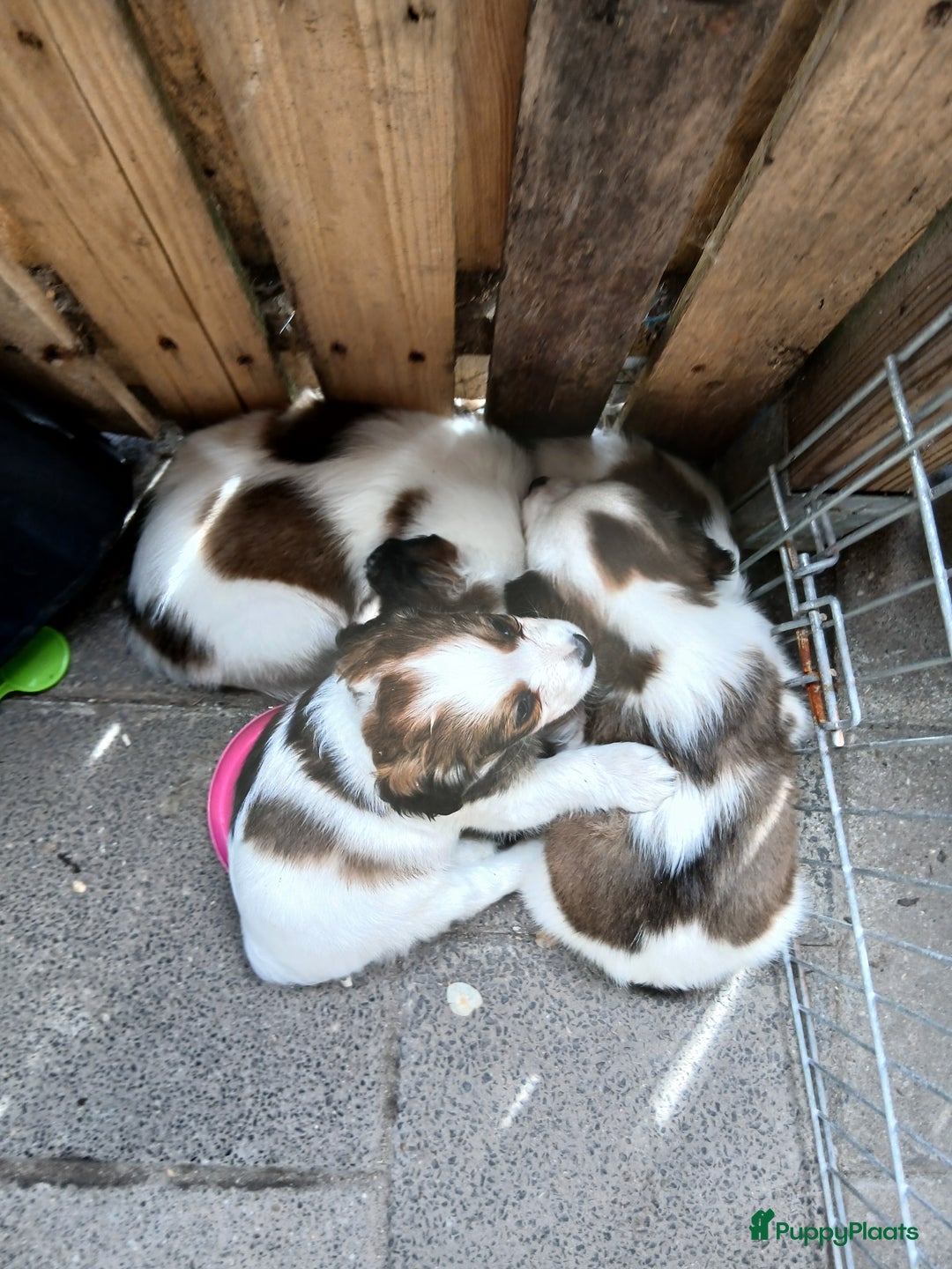 Kooikerhondje honden te koop: Kooikerhondje reu in Twijzelerheide - Afbeelding 5
