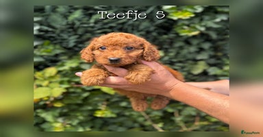 Maltipoo honden - Advertentie 8