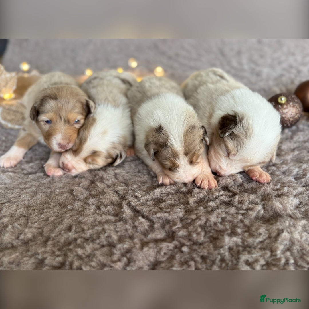 Australian Shepherd honden te koop: Prachtig nestje raszuivere Australian Shepherds - Advertentie 18