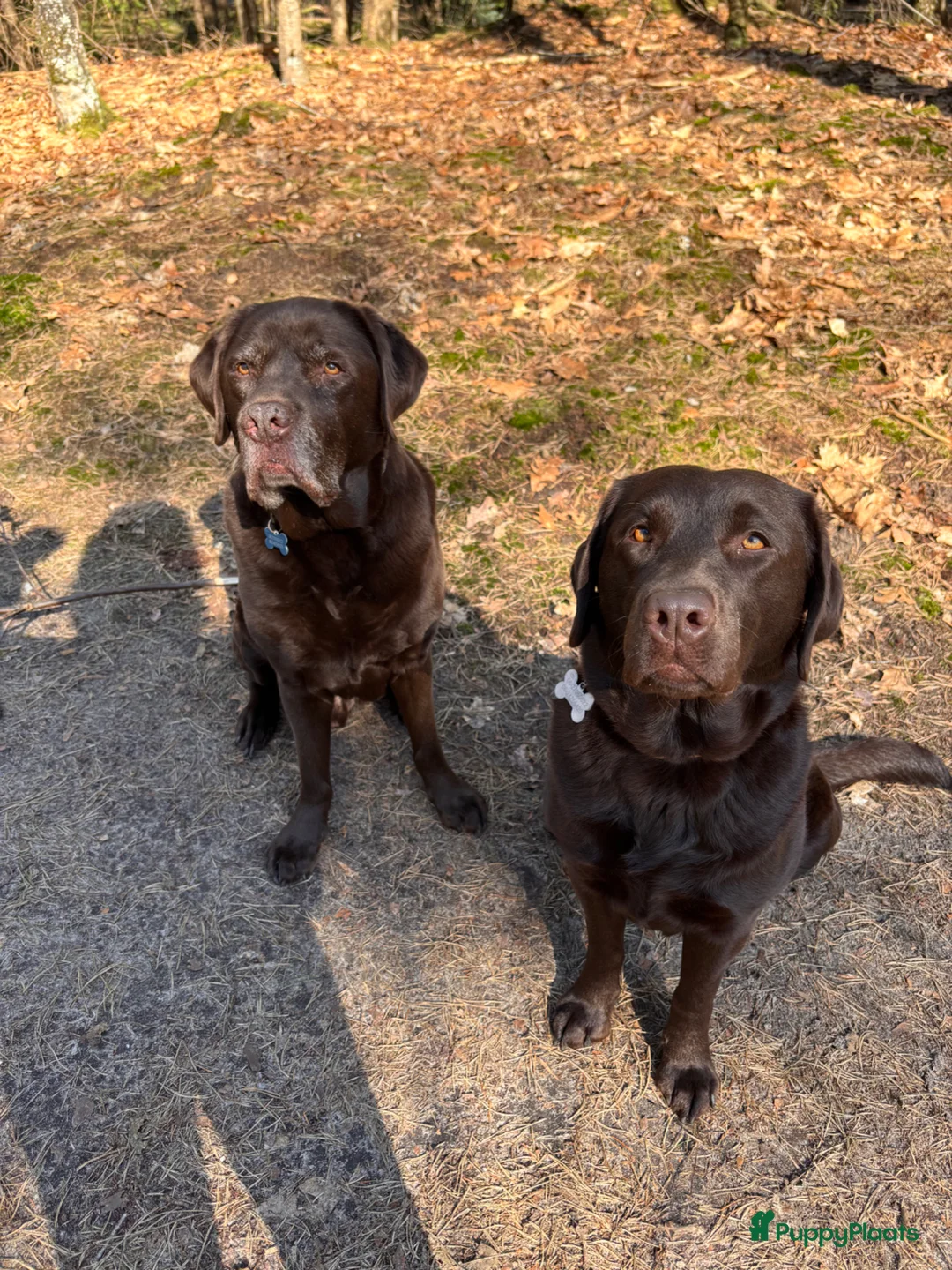 Labrador Retriever honden te koop: Mooie bruine labrador pups met stamboom in Geertruidenberg - Advertentie 5