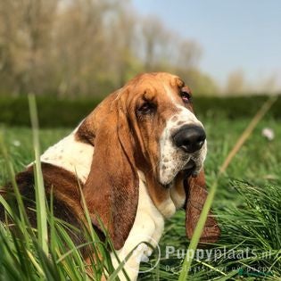Basset Hound honden Dekreu Basset Hound 2 jaar in Koewacht - Advertentie 2