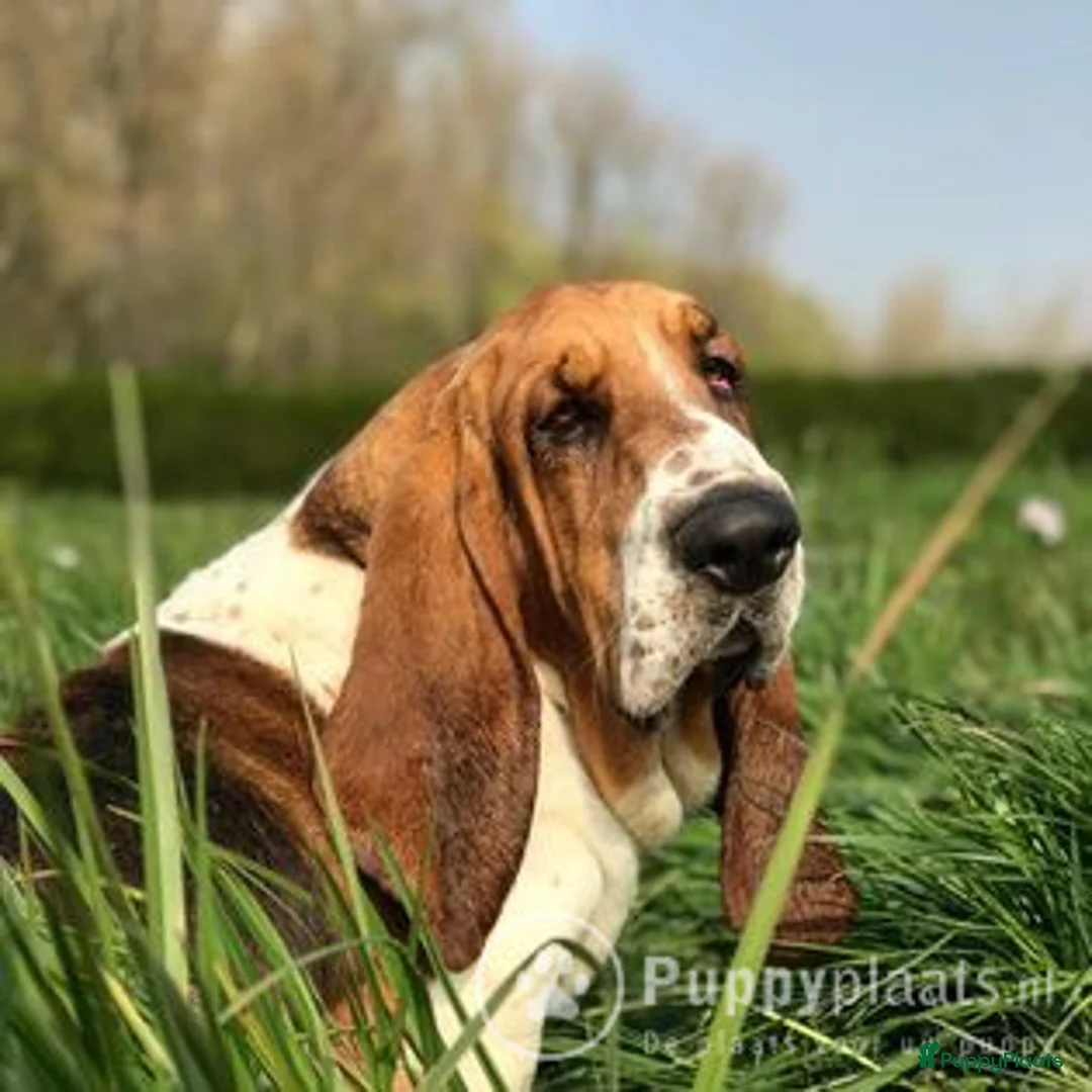 Basset Hound honden ter dekking: Dekreu Basset Hound 2 jaar in Koewacht - Advertentie 2