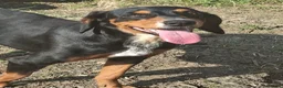 Kruising honden te koop: Tygo  - Advertentie 6