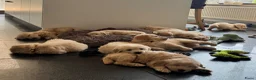 Goldendoodle honden te koop: PRACHTIGE GOLDENDOODLE PUPS!  - Advertentie 17