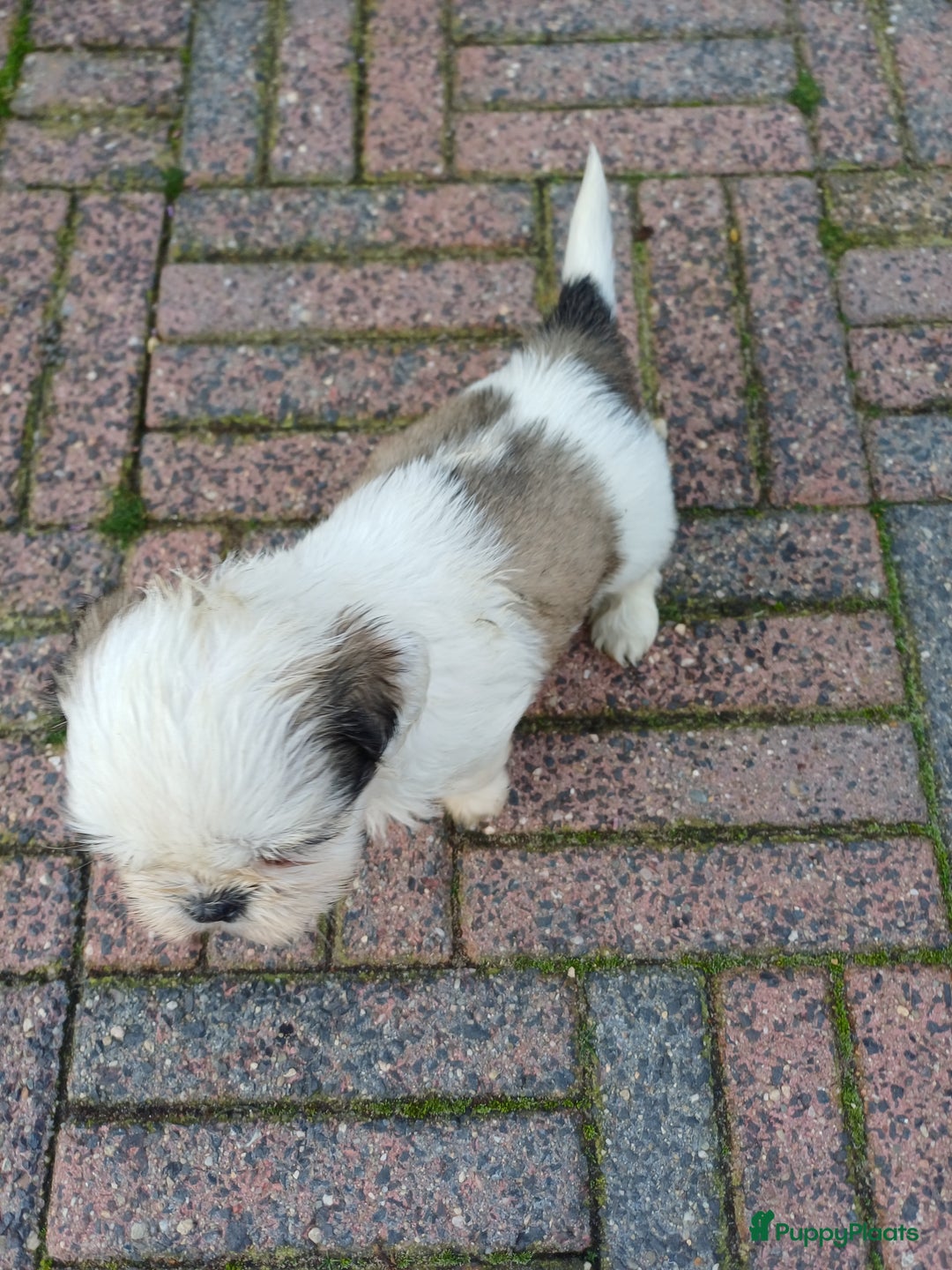 Shih Tzu honden te koop: leuke lieve ras zuiver shih tzu pups - Advertentie 11