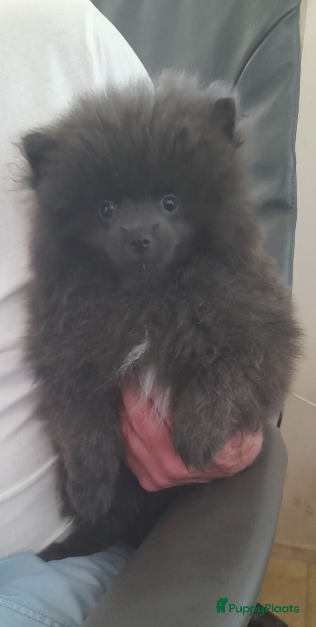 Pomeriaan honden Zeldzaam mooi kort blauwe pomeriaan reutje - Advertentie 1