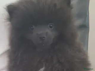 Pomeriaan honden Zeldzaam mooi kort blauwe pomeriaan reutje - Advertentie 1