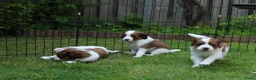 Kooikerhondje honden te koop: Raszuivere Kooikerpup reu. - Advertentie 12