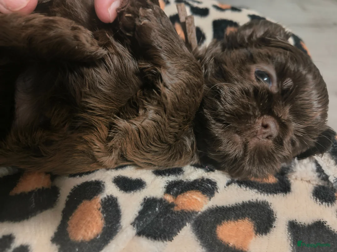 Galerij afbeelding {{count}}