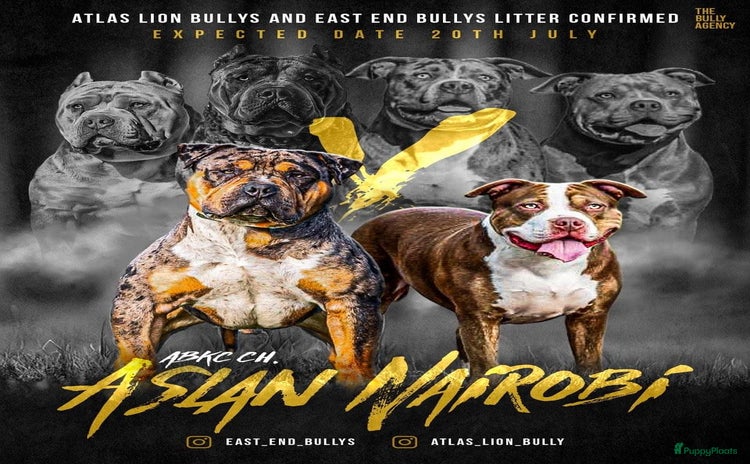 Amerikaanse Bully honden - Advertentie 1