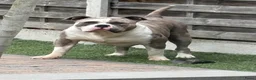 Amerikaanse Bully honden ter dekking: American Bully XL dekreu  - Advertentie 11