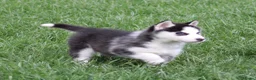 Siberische Husky honden te koop: Husky pup - Advertentie 3