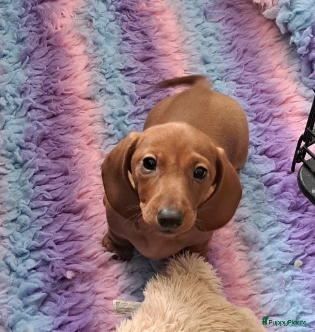 Teckel (korthaar)  honden Pup zoekt gouden mand - Advertentie 2