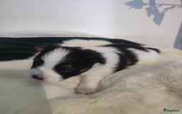 Maltipoo honden te koop: Prachtige pups maltipoo-pomerian in Helmond - Afbeelding 14