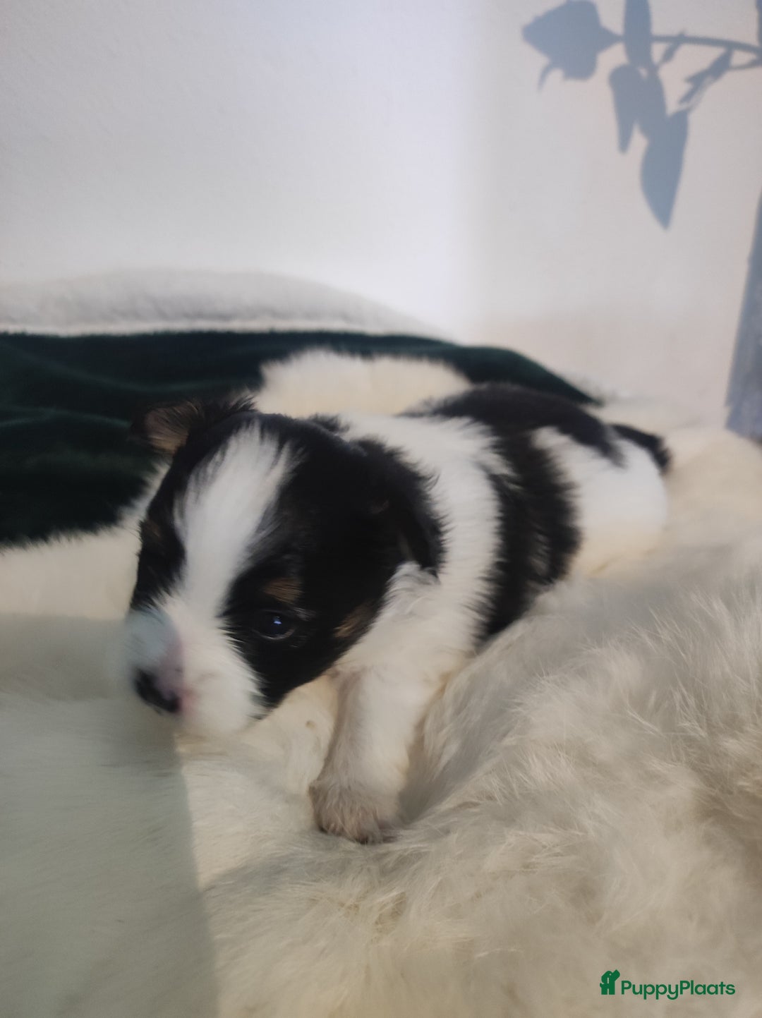 Maltipoo honden te koop: Prachtige pups maltipoo-pomerian in Helmond - Afbeelding 14