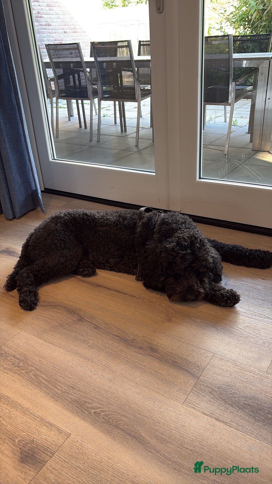Australian Labradoodle honden ter dekking: Lieve zwarte Australian Labradoodle Floki – dekreu - Advertentie 1