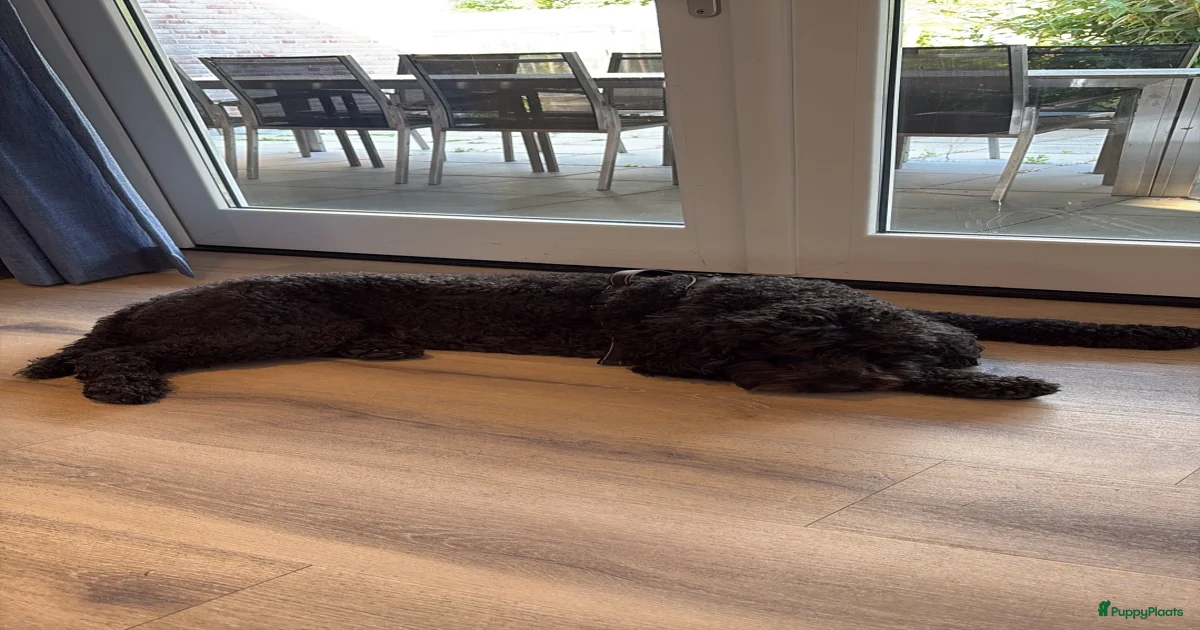 Australian Labradoodle Honden ter dekking in Burgh-Haamstede | Puppyplaats