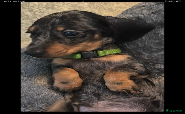 Teckel (korthaar)  honden - Advertentie 1