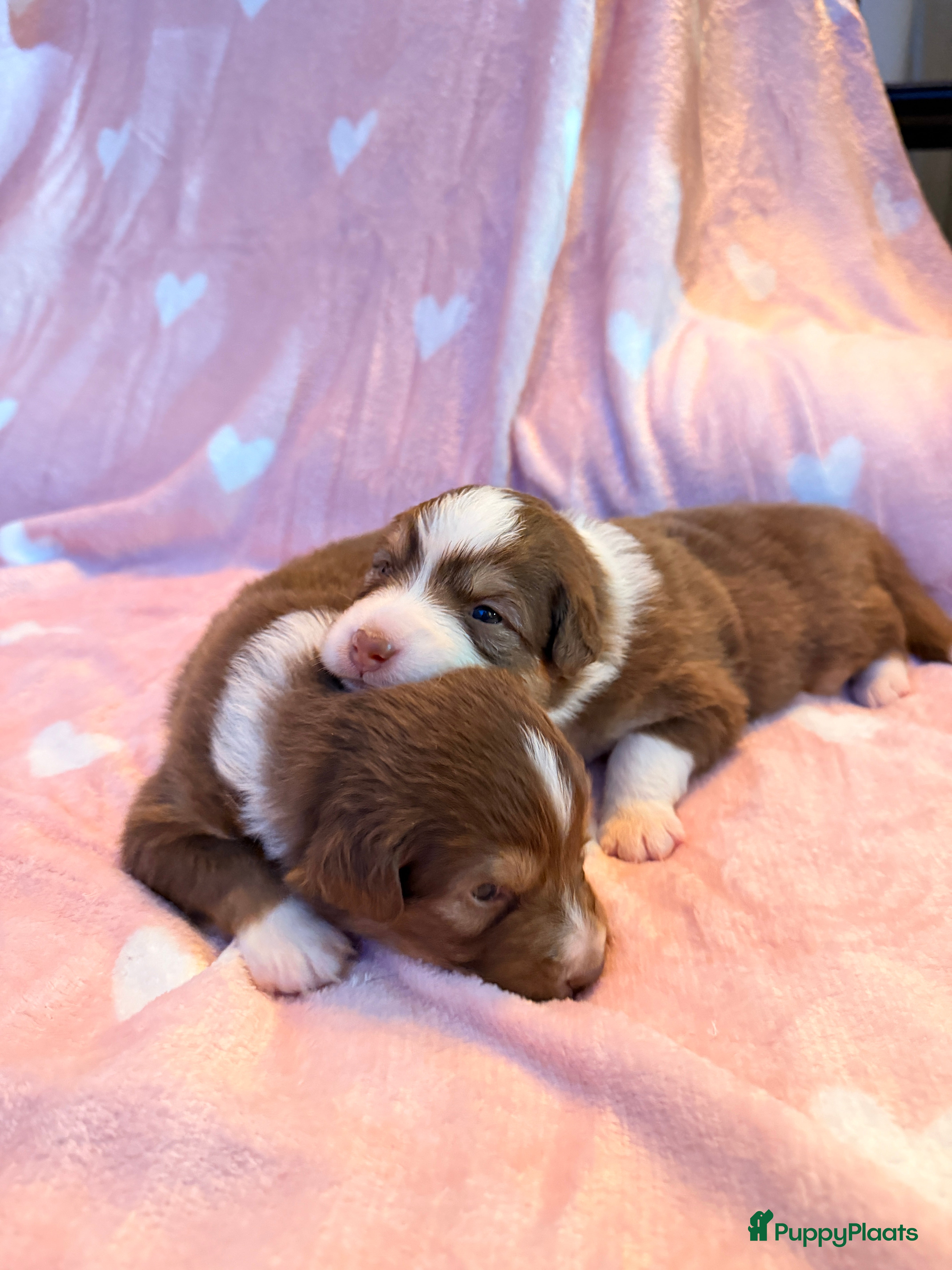 Australian Shepherd honden Australische Herder nestje  - Advertentie 2