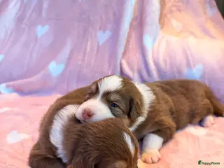 Australian Shepherd honden Australische Herder nestje - Advertentie 2