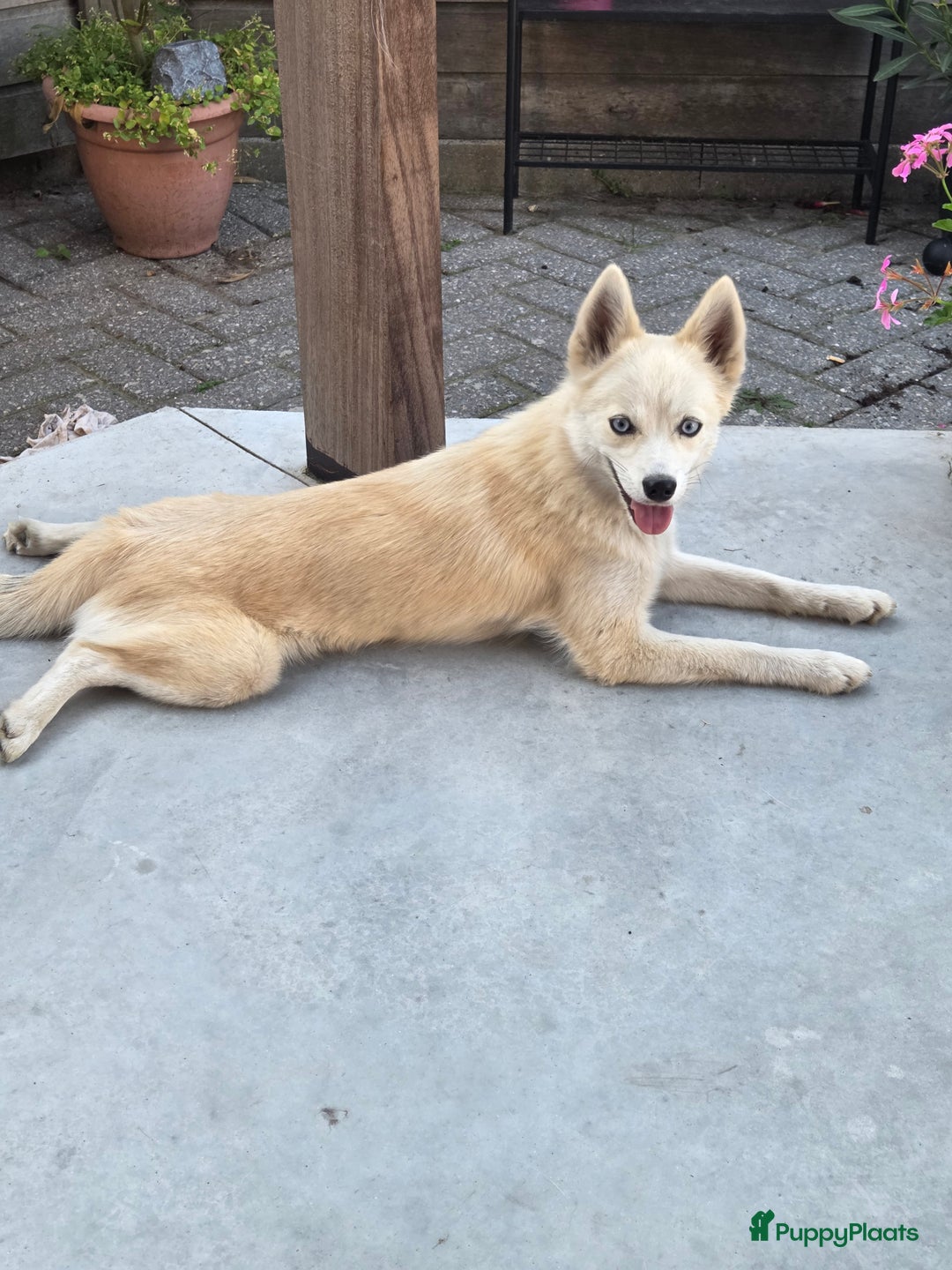 Pomsky honden ter dekking: Dekreu gezocht - Advertentie 4