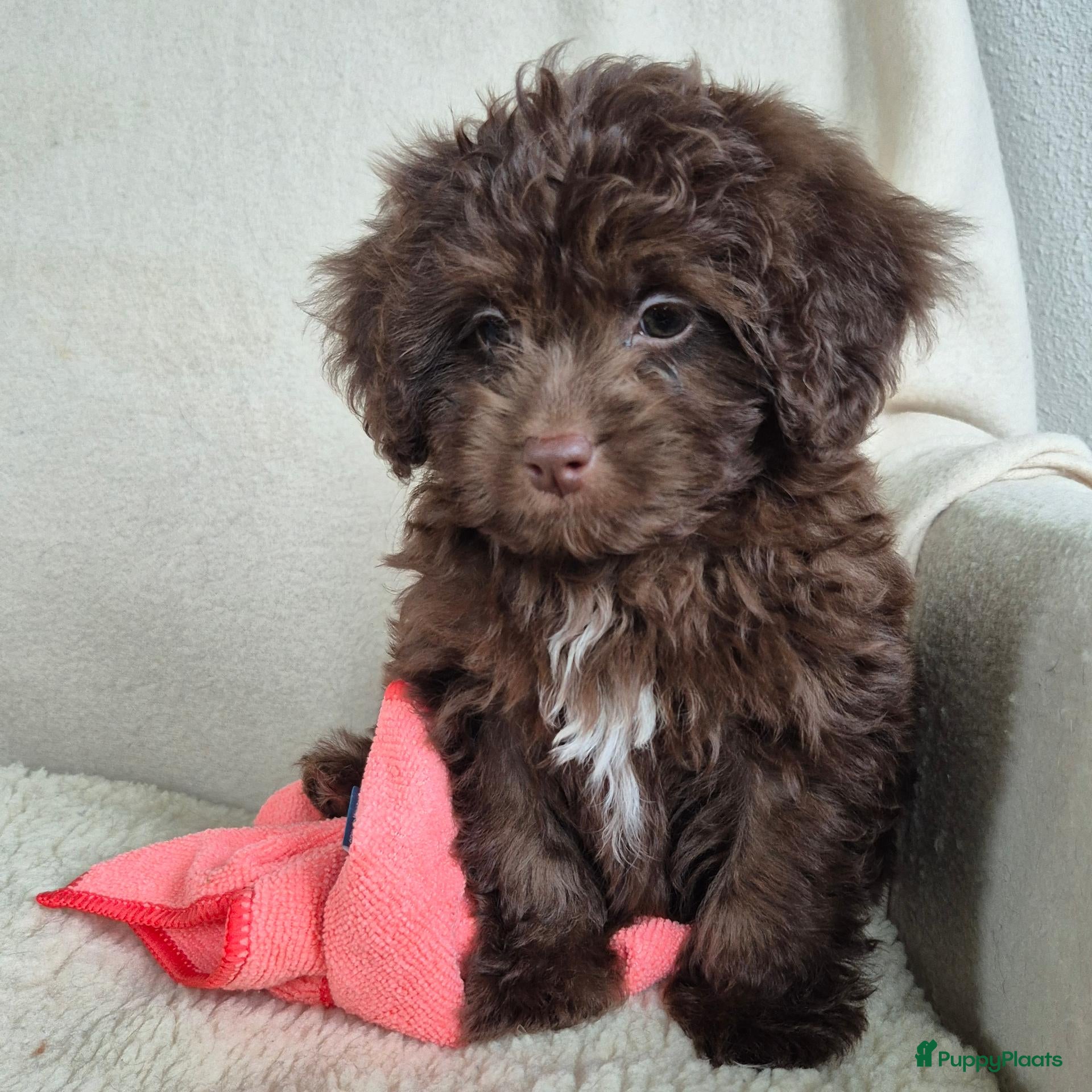 Kruising honden Prachtige leergierige boompoo's  - Advertentie 7