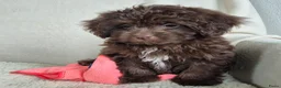 Kruising honden te koop: Prachtige leergierige boompoo's  - Advertentie 1