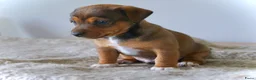 Jack Russel Terriër honden te koop: Stoere Jack Russel pups beschikbaar - Advertentie 26