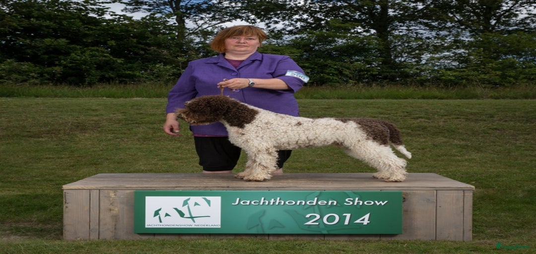 Galerij afbeelding {{count}}