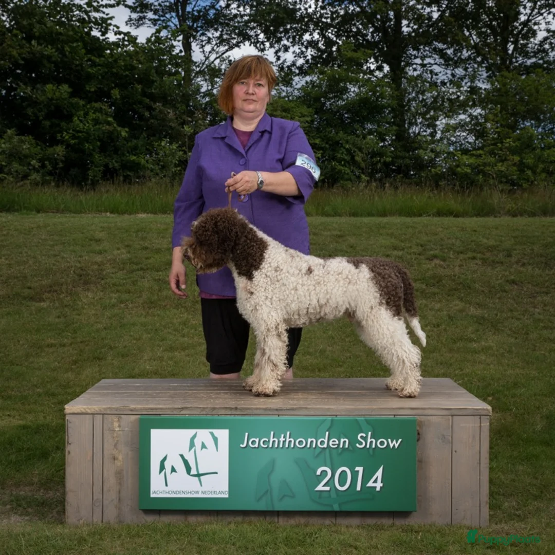 Galerij afbeelding {{count}}